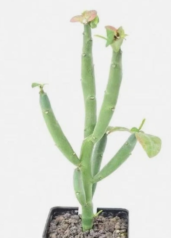 Euphorbia heterodoxa 5 Pieces Seeds