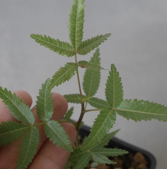 Bursera lancifolia 6 Pieces Seeds