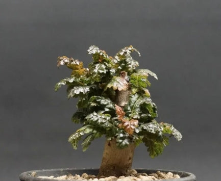 Boswellia nana – Big PLANT