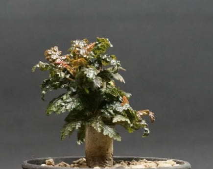Boswellia nana – Big PLANT