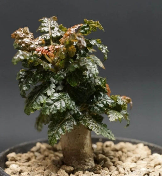 Boswellia nana – Big PLANT