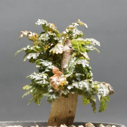 Boswellia nana – Big PLANT