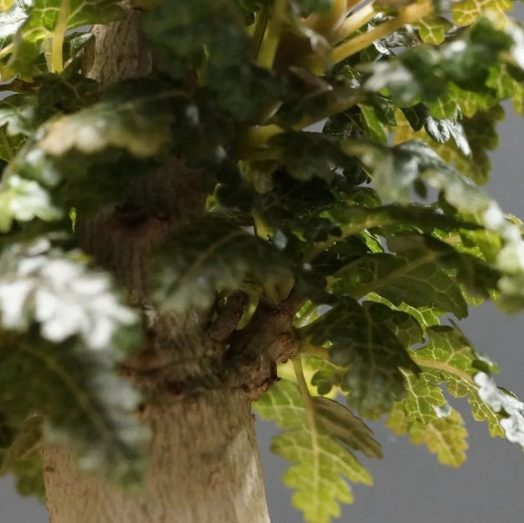 Boswellia nana – Big PLANT