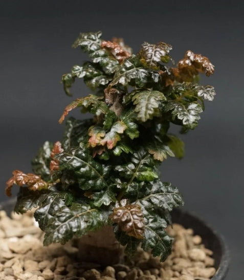Boswellia nana – Big PLANT