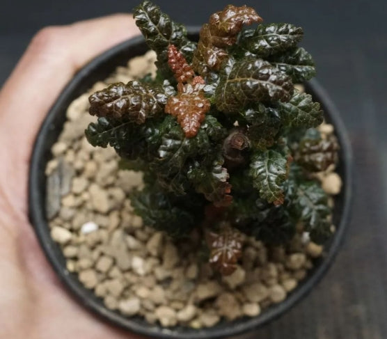 Boswellia nana – Big PLANT