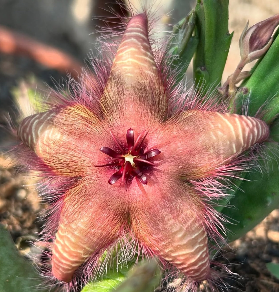 Stapelia Hirsuta Tsomoensis 5 Pieces Seeds