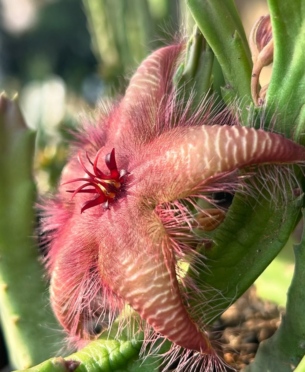 Stapelia Hirsuta Tsomoensis 5 Pieces Seeds