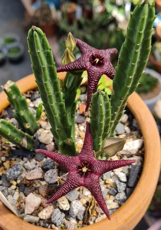 Stapelia baylissii 5 Pieces Seeds