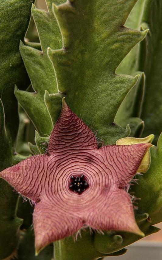 Stapelia clavicorona 7 Pieces Seeds