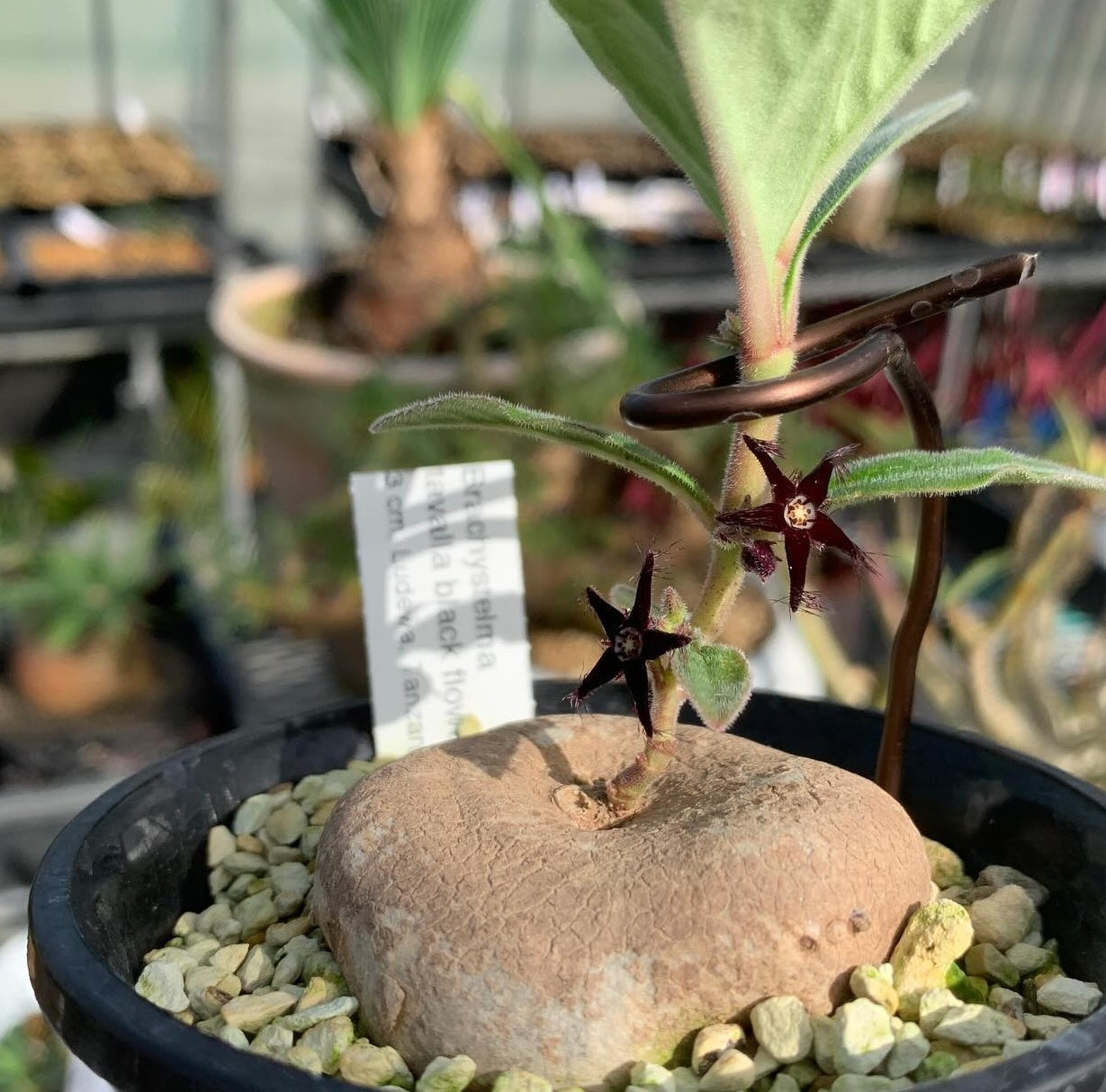Brachystelma Tavalla Black 4 Pieces Seeds