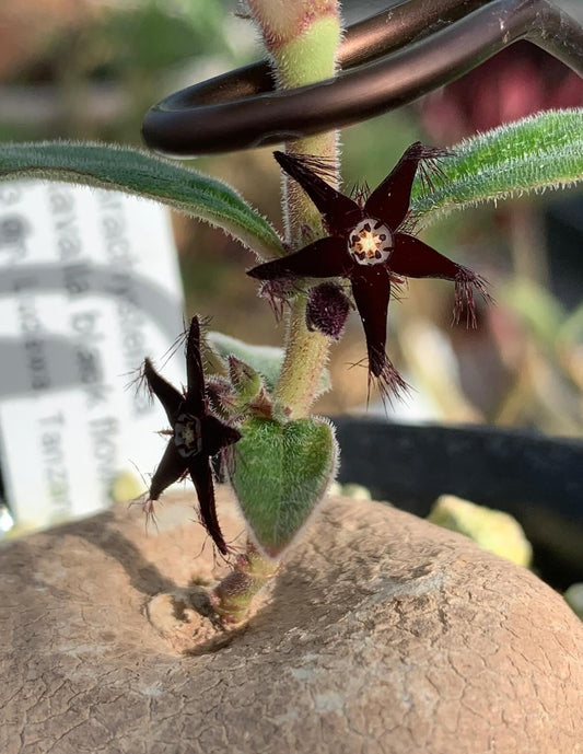 Brachystelma Tavalla Black 4 Pieces Seeds