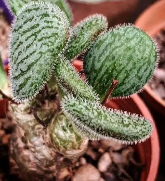 Tylecodon bodleyae 10 Pieces Seeds