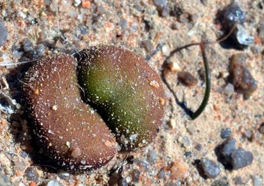 Tylecodon occultans 10 Pieces Seeds