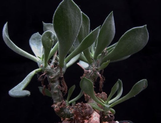 Tylecodon ventricosus 10 Pieces Seeds
