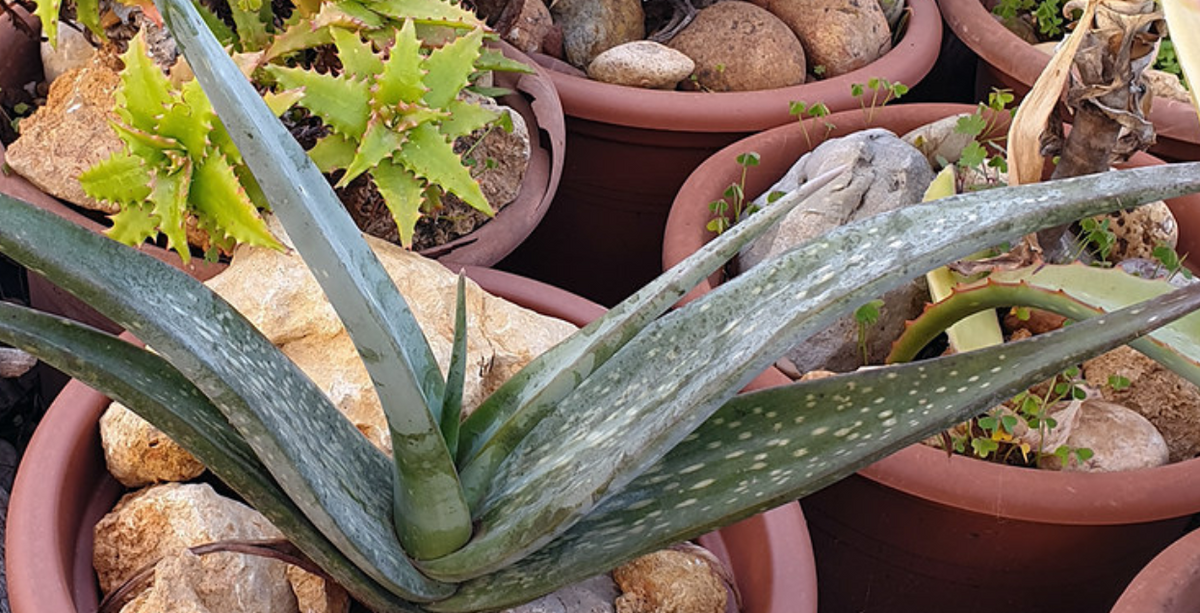 Aloe Bargalensis 15 Pieces Seeds