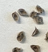 Aloe Bargalensis 15 Pieces Seeds