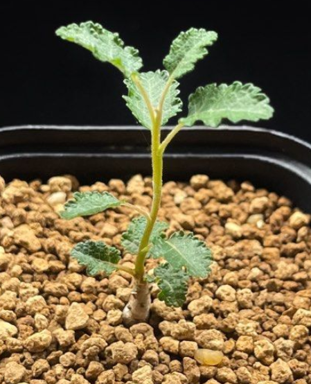 Boswellia Hesperia – PLANT