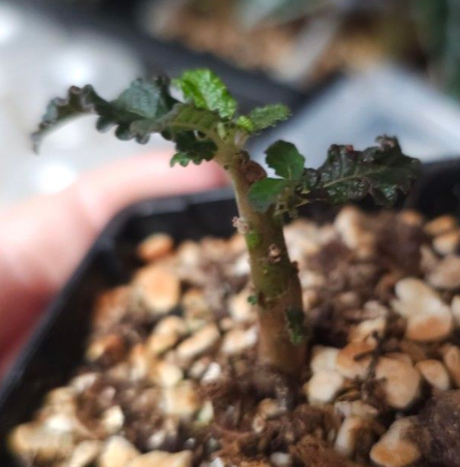 Boswellia Hesperia – PLANT