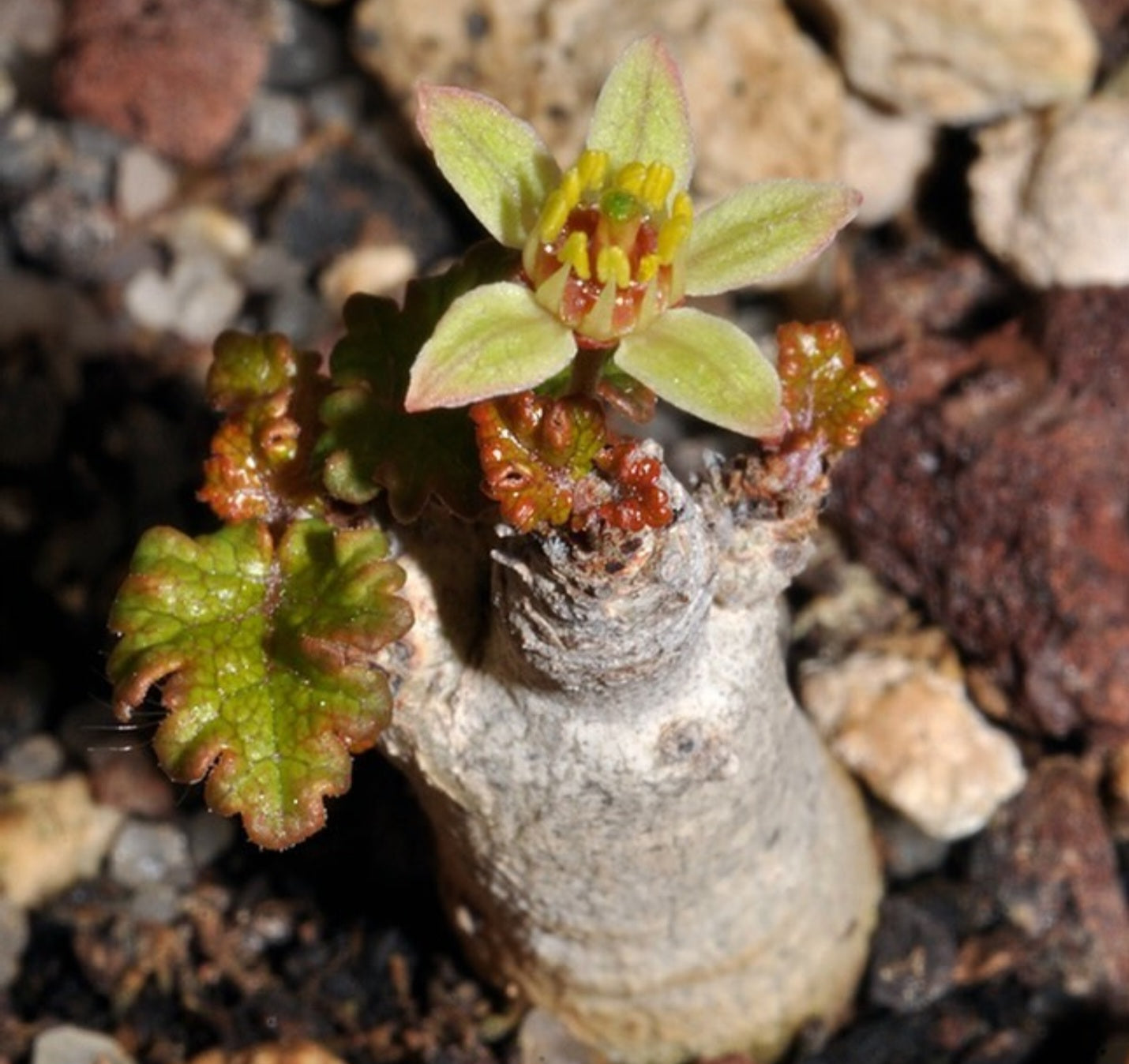 Boswellia Hesperia 3 Pieces Seeds