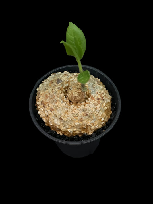 Dorstenia cuspidata 5 Pieces Seeds