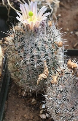 Echinomastus mariposensis 20 Pieces Seeds