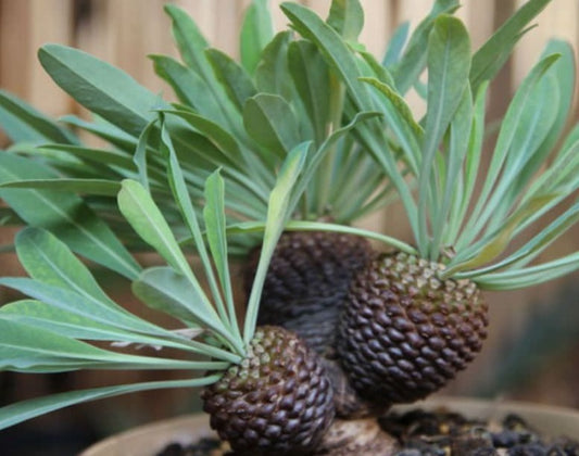 Euphorbia bupleurifolia 5 Pieces Seeds