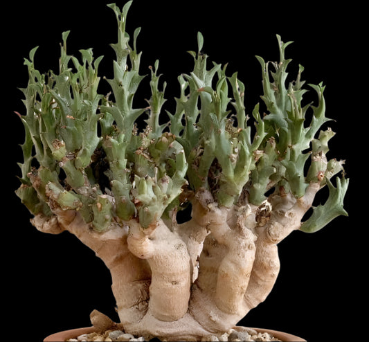 Euphorbia Hamata 5 Pieces Seeds