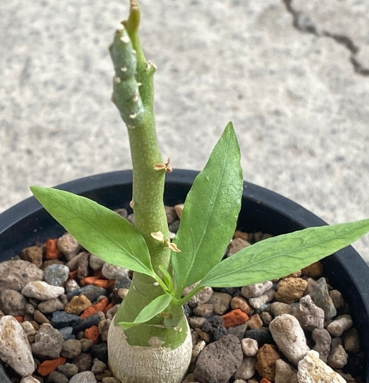 Adenia pechuelii PLANT