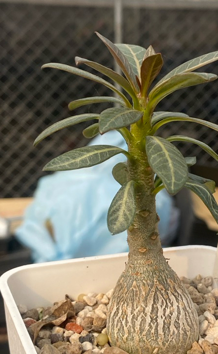 Adenium socotranum 8 Pieces Seeds