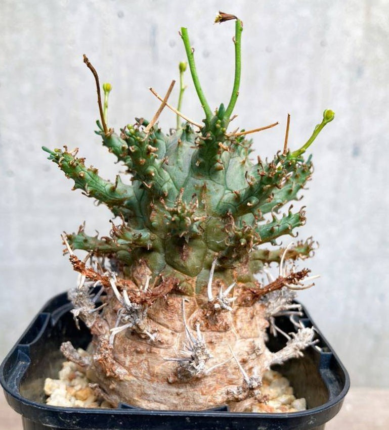 Euphorbia astrophora 4 Pieces Seeds