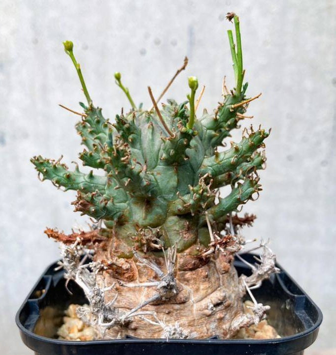 Euphorbia astrophora 4 Pieces Seeds