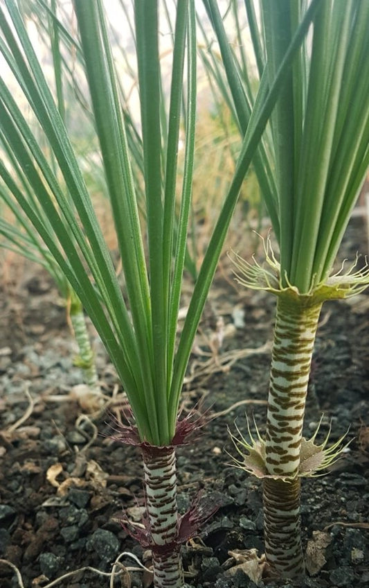 Gethyllis cavidens 4 Pieces Seeds