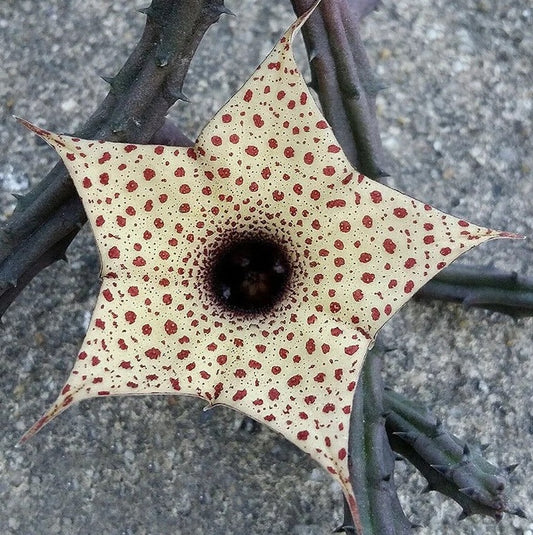 Huernia occulta 10 Pieces Seeds
