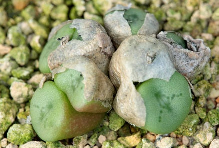 Conophytum chrisocruxum 10 Pieces Seeds