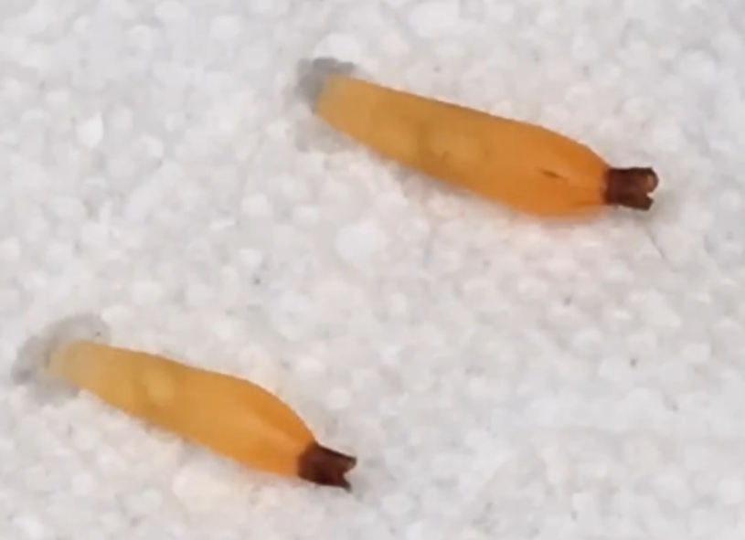 Myrmecodia archboldiana 7 Pieces Seeds