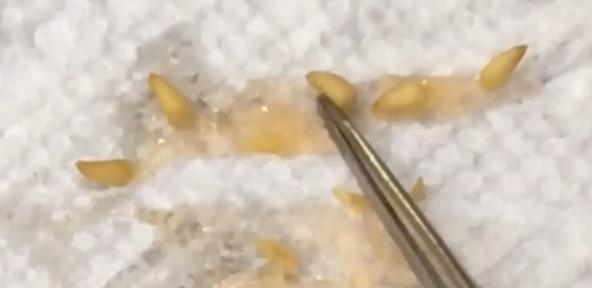 Myrmecodia archboldiana 7 Pieces Seeds