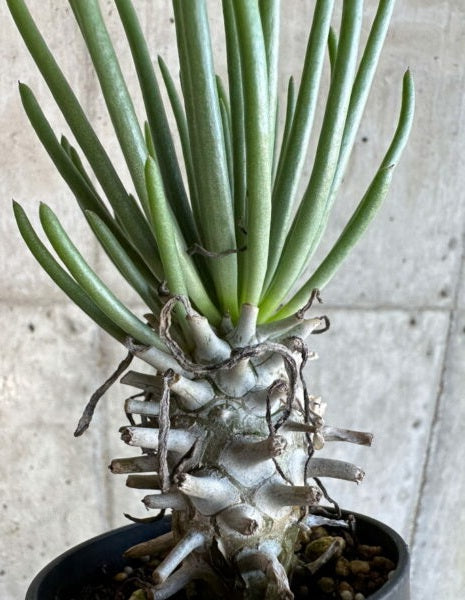 Tylecodon wallichii 10 Pieces Seeds