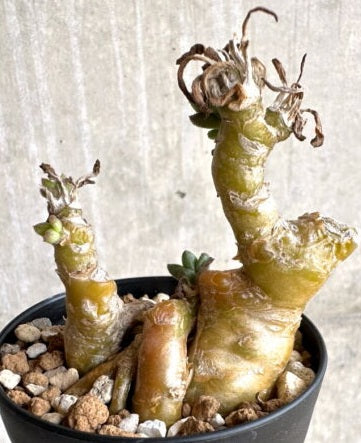 Tylecodon racemosus 10 Pieces Seeds