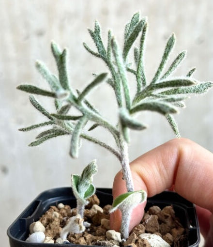 Eriospermum dregei 2 Pieces Seeds