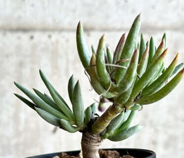 Othonna carnosa 5 Pieces Seeds