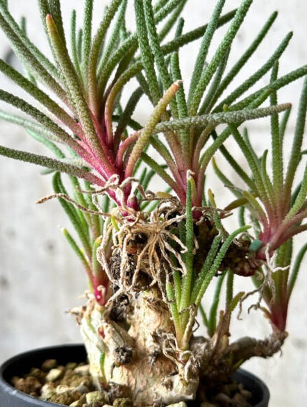Phyllobolus resurgens 4 Pieces Seeds
