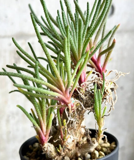 Phyllobolus resurgens 4 Pieces Seeds