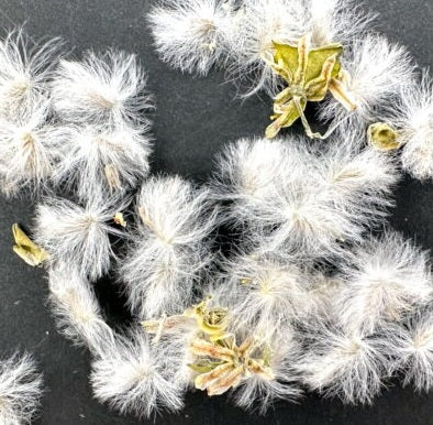 Eriospermum crispum 2 Pieces Seeds