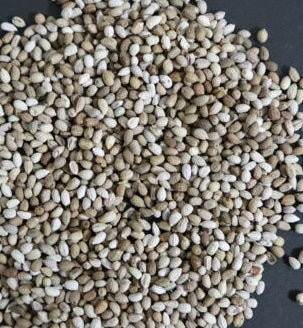 Euphorbia primulifolia v begardii 5 Pieces Seeds