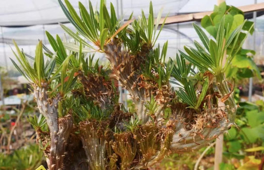 Pachypodium rosulatum var.gracilius 10 Pieces Seeds