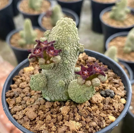Pseudolithos Caput-viperae 10 Pieces Seeds