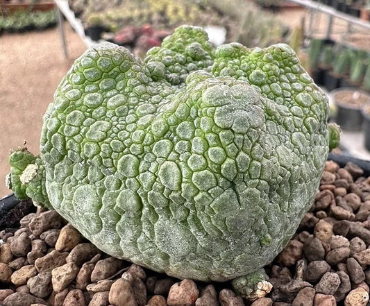 Pseudolithos cubiformis 10 Pieces Seeds