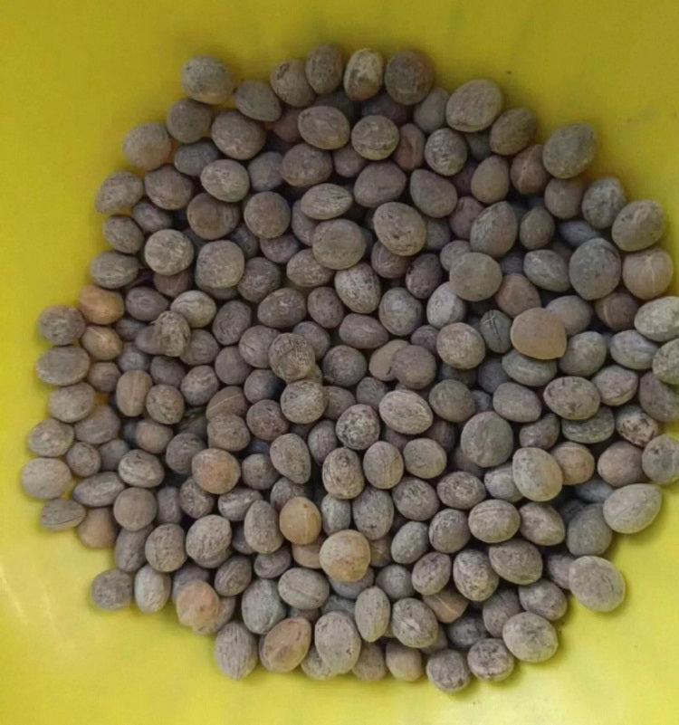 Commiphora kraeuseliana 10 Pieces Seeds