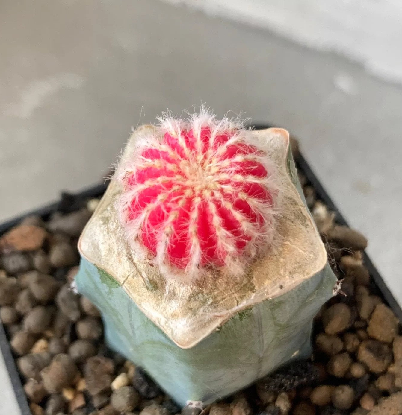 Discocactus Horst f. Pink (Gr) PLANT