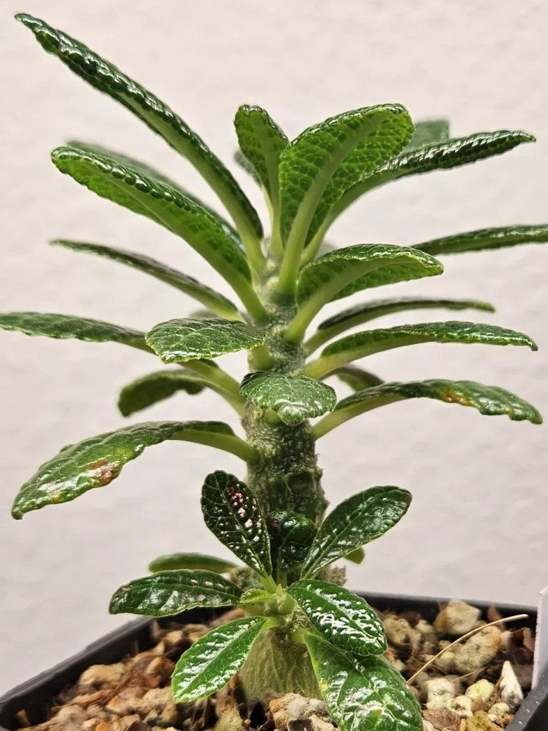 Dorstenia Gigas PLANT 2